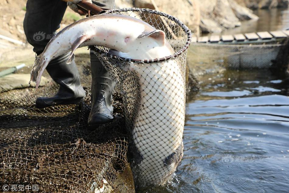 Sau khi bắt được cá tầm, ông Lý và cả nhóm sử dụng xe chuyên dụng để đưa tới Hắc Long Giang, cách đó 1600km bán cho được giá.