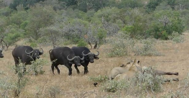 Cách đây không lâu, cũng tại vườn quốc gia Kruger, Nam Phi, các hướng dẫn viên ghi được cảnh tượng kịch tính không kém về tình đoàn kết của những con trâu rừng.