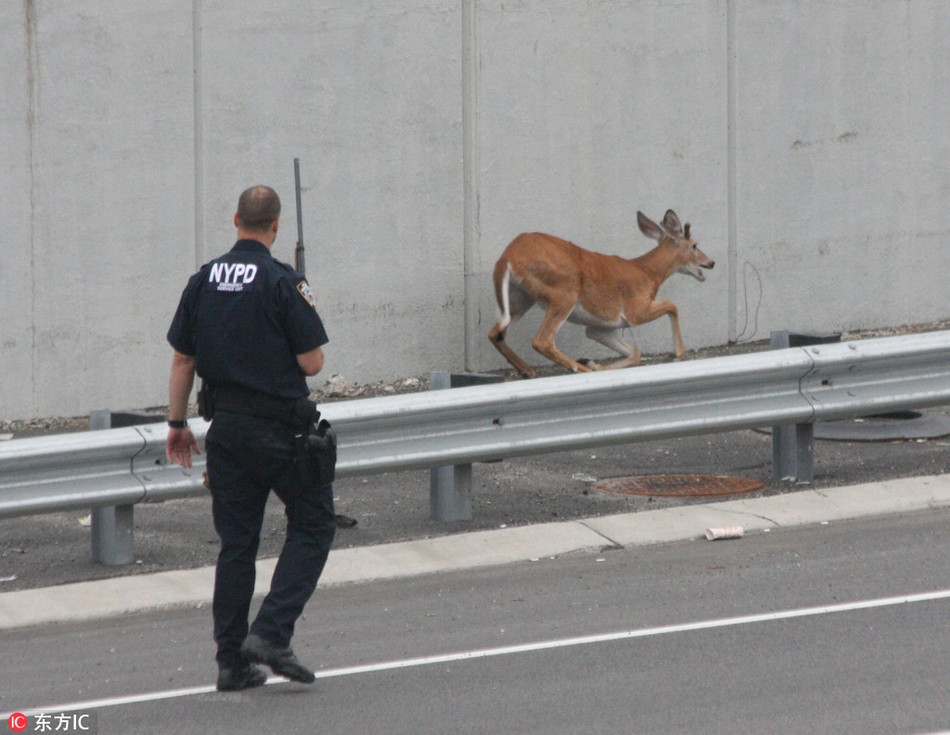 Lạc trên đường cao tốc, phương tiện giao thông gặp khó khăn, con linh dương bị cảnh sát "sờ gáy".