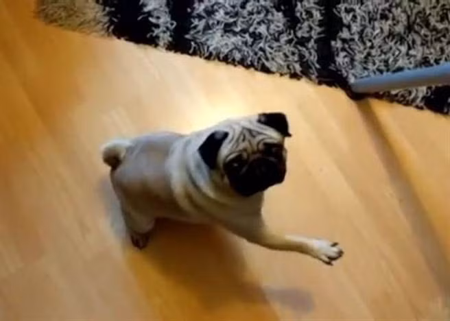 Dạy chó cưng biết chào hỏi, người đàn ông bị bắt vì... Day cho cung biet chao hoi, nguoi dan ong bi bat vi...