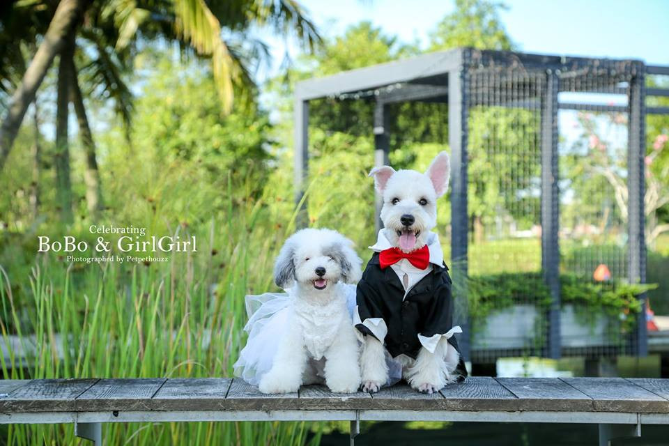 Cô quyết định tổ chức lễ cưới cho chó cưng.