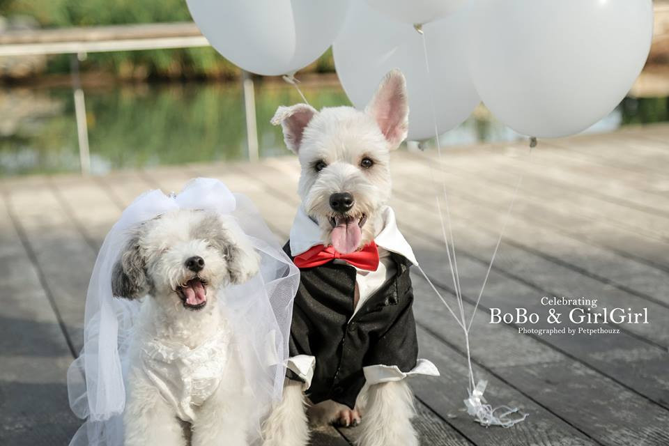 Bobo cũng rất quan tâm cô chó bị mù.