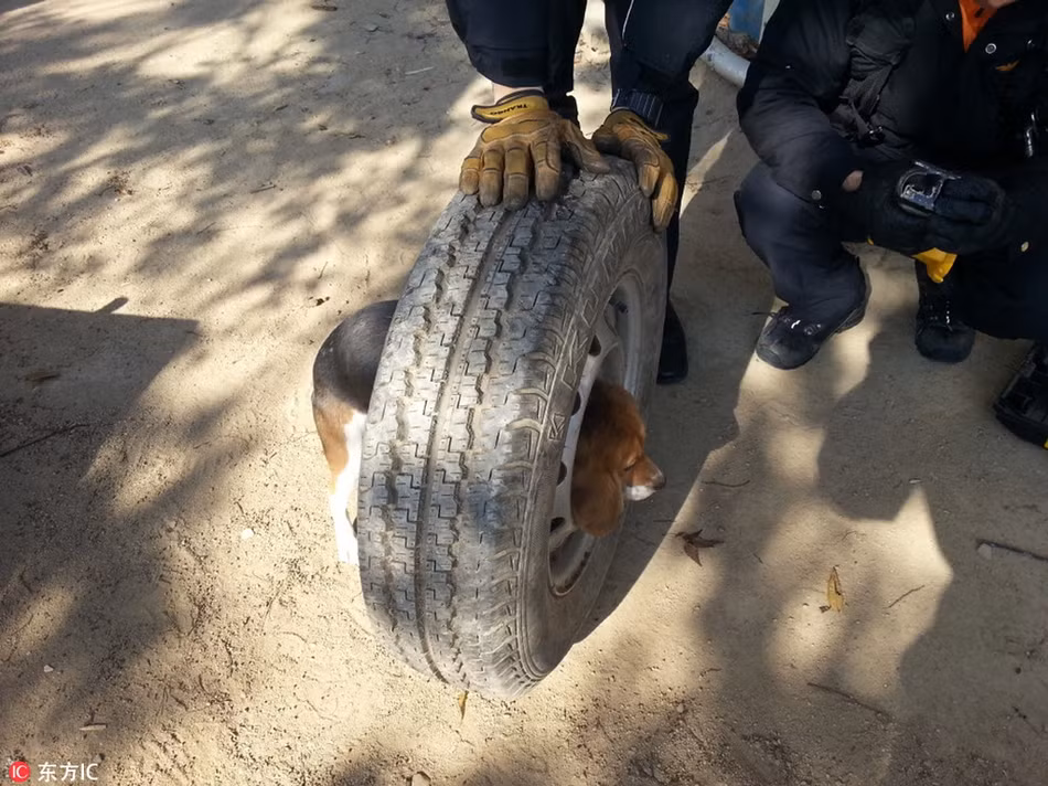 Một chú chó cưng mắc kẹt trong lốp xe, không thể ra, cảnh sát cũng lại là người xử lý.