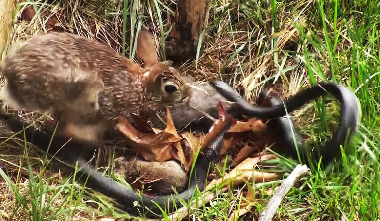 Lúc này, thỏ mẹ trở nên điên cuồng, nó gần nhưng không hề suy nghĩ gì, chỉ một lòng muốn trả thù cho con.
