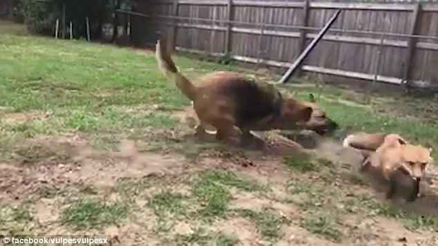 Cô Kristen cho biết, con cáo Riot rất thích chơi trò này vì lần nào nó cũng là người thắng. Kể cả khi có thêm một chú chó nữa tham gia vào trò đuổi bắt này. Riot vẫn thắng nhờ sự nhanh trí của mình.