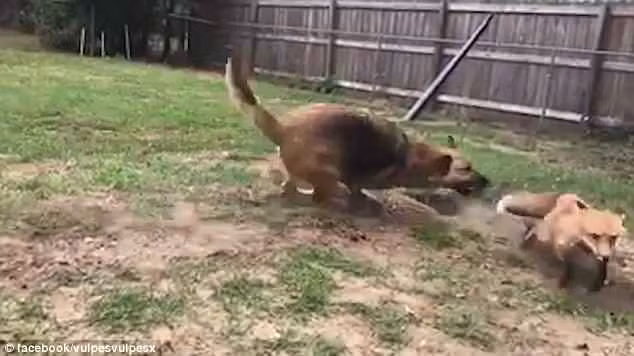 Cô Kristen cho biết, con cáo Riot rất thích chơi trò này vì lần nào nó cũng là người thắng. Kể cả khi có thêm một chú chó nữa tham gia vào trò đuổi bắt này. Riot vẫn thắng nhờ sự nhanh trí của mình.