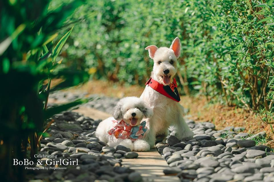 Chủ nhân của cặp chó cưng đáng yêu này là cô Catrina. Theo cô, yêu một người không nên quan tâm giàu nghèo, khuyết tật về thể chất, hay tuổi tác, chủng tộc.