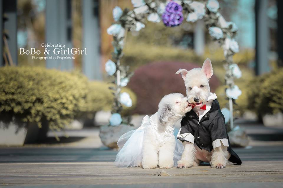 Mới đây, những hình ảnh trong bộ ảnh cưới của Bobo và Cách Cách được đăng tải.