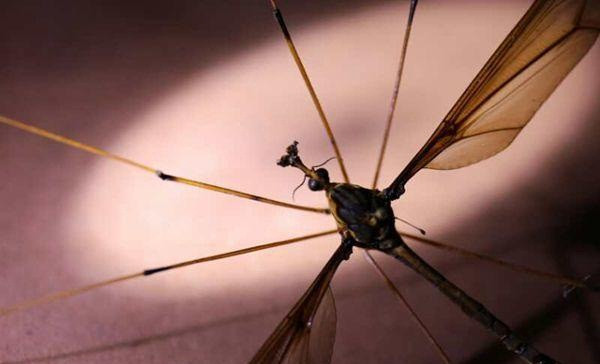 Chet khiep muoi khong lo, lon gan bang tay nguoi truong thanh-Hinh-3