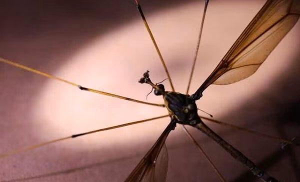 Chet khiep muoi khong lo, lon gan bang tay nguoi truong thanh-Hinh-3