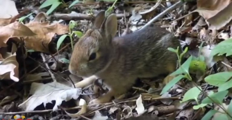 Đúng lúc này, thỏ mẹ lập tức ngừng lại những gì nó đang làm, ngẩng phắt lên và chú ý tới mọi động tĩnh xung quanh. Dường như nó có linh cảm mãnh liệt rằng thỏ con đang gặp nguy hiểm.