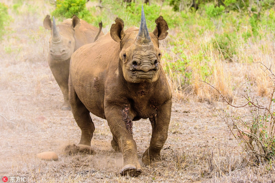 Tê giác con bất mãn và quyết dùng hành động để xua đuổi nhiếp ảnh gia đã lén chụp ảnh về nó.