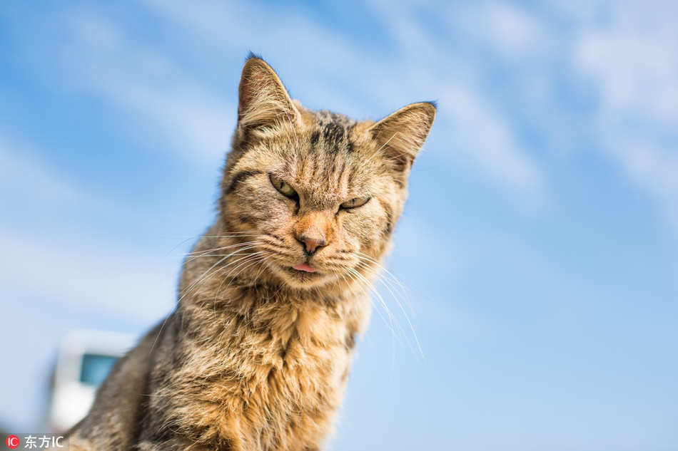 Ví dụ như khỉ đột, chúng bắt chước hành vi của con người, giơ ngón tay thối để biểu lộ sự bất mãn tột độ, thậm chí giơ cây để dọa đánh nhiếp ảnh gia. Rùa biển cũng vậy, nó cau có ra mặt và tỏ thái độ thù địch. Trong ảnh là khuôn mặt cực khó chịu của chú mèo khi bị chụp ảnh trộm.