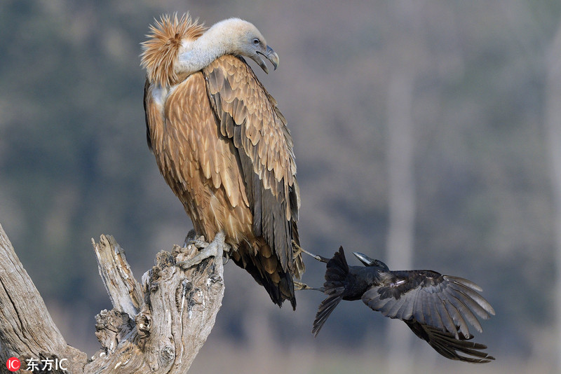 Qua ranh manh nho long duoi ken ken voi am muu den toi-Hinh-3