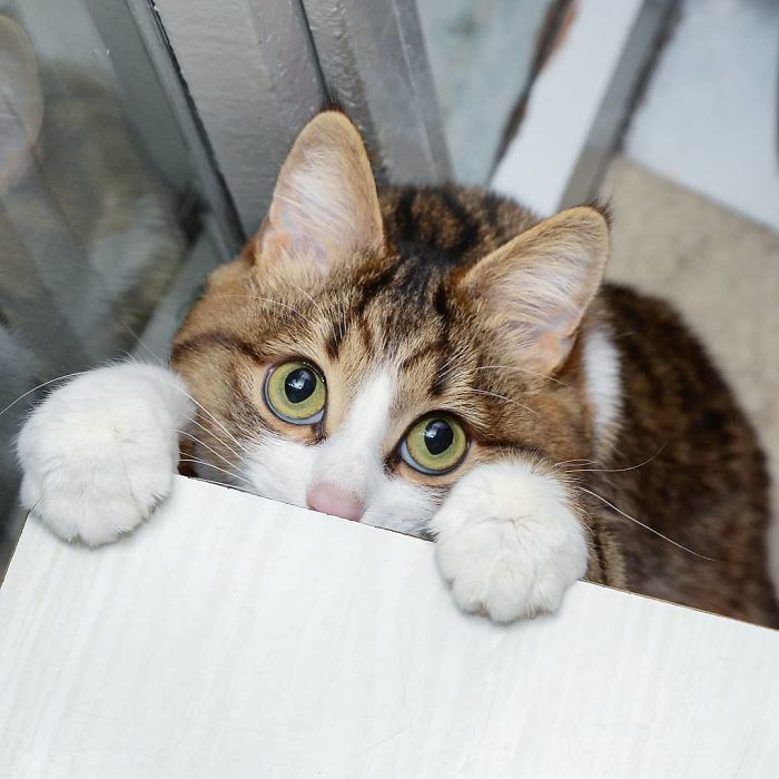 Thế nhưng, Rexie không buồn bã, u sầu, trái lại, chú mèo nổi tiếng là sở hữu nét tính cách rất độc đáo, có thể lạc quan trong mọi tình huống.