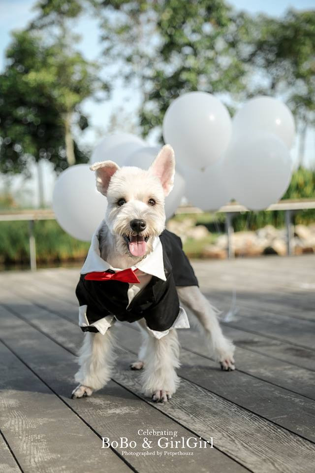 Mới đây, nhận ra cả Bobo và Cách Cách đều sinh vào tháng 4, cô Catrina quyết định sẽ làm một điều đặc biệt vào tháng này.