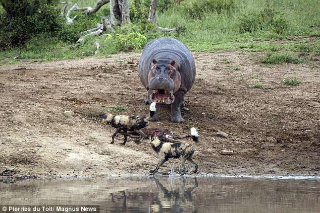 Cho hoang chau Phi ca gan chong lai ha ma gay soc-Hinh-4