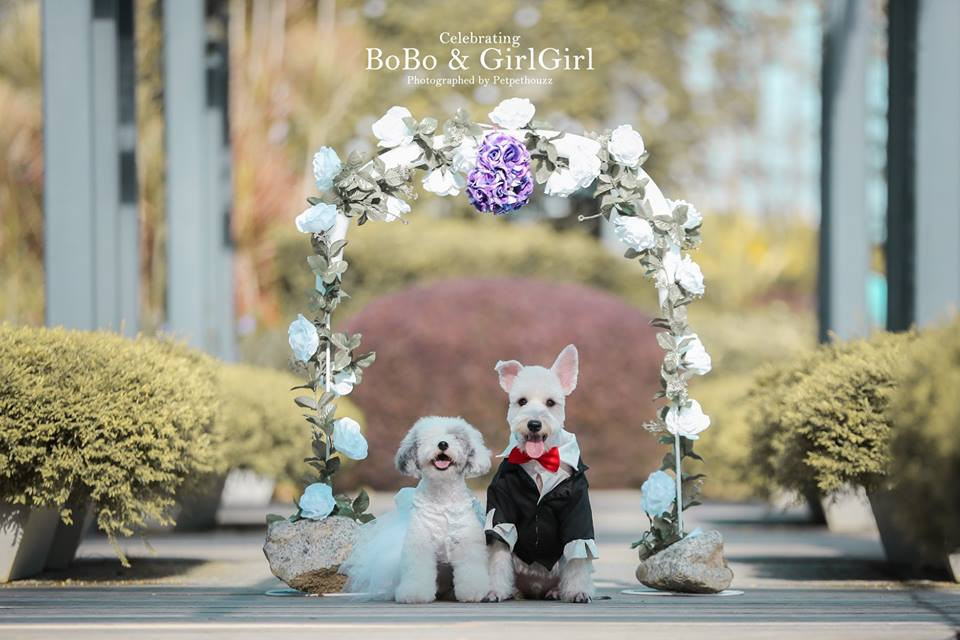 Các khách mời chó cưng khác cũng sẽ được chăm chút và ăn những món ngon nhất.