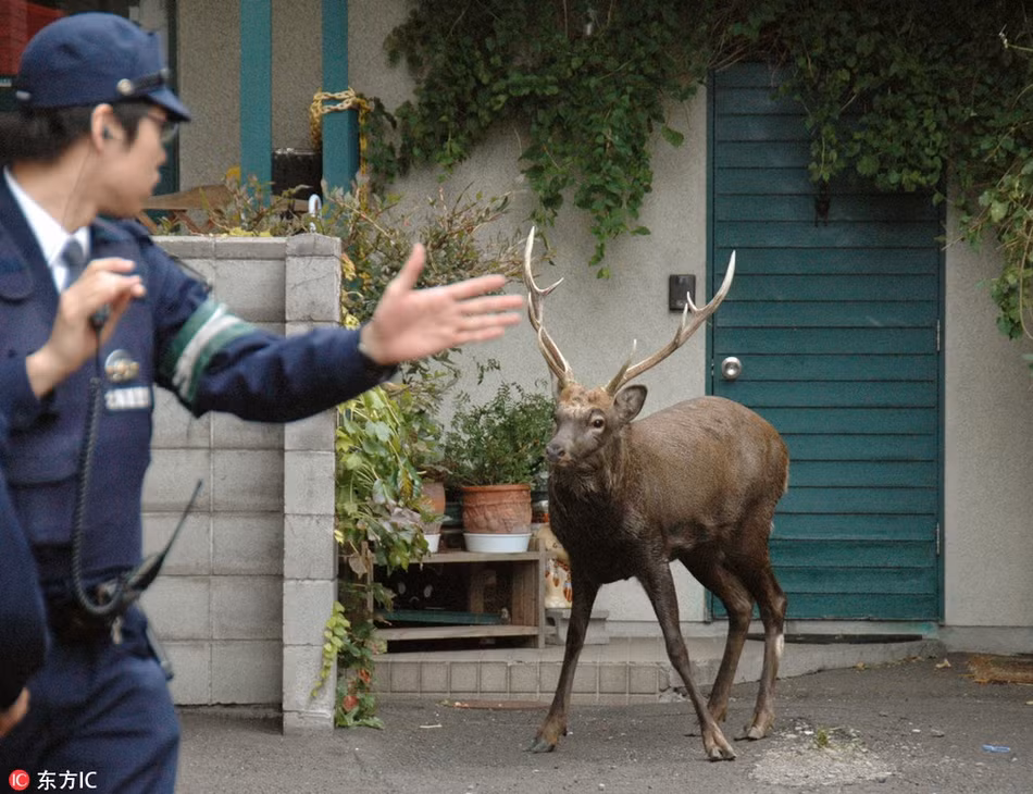 Khi một con hươu lạc bầy, tiếp cận nhà dân và gây rối, cảnh sát phải trực tiếp ra tay.