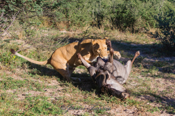 Mặc dù không thể tham gia săn mồi, Hill và Mikke vẫn mang Sirga đến những khu vực săn bắt và dùng chính cơ thể mình để dạy đứa con gái khác loài làm thế nào để nhắm vào con mồi.