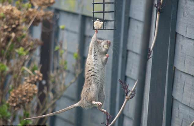 Tiếp đó, nó kéo người lên để cắn bằng được một miếng mồi.