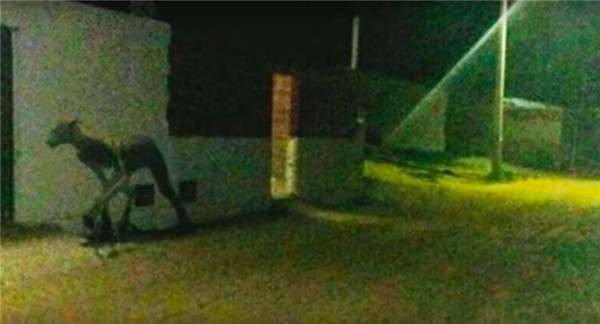 Rung ron sinh vat “nua nguoi nua thu”, san giet bo trong nhay mat