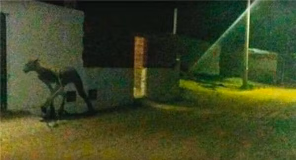 Rung ron sinh vat “nua nguoi nua thu”, san giet bo trong nhay mat