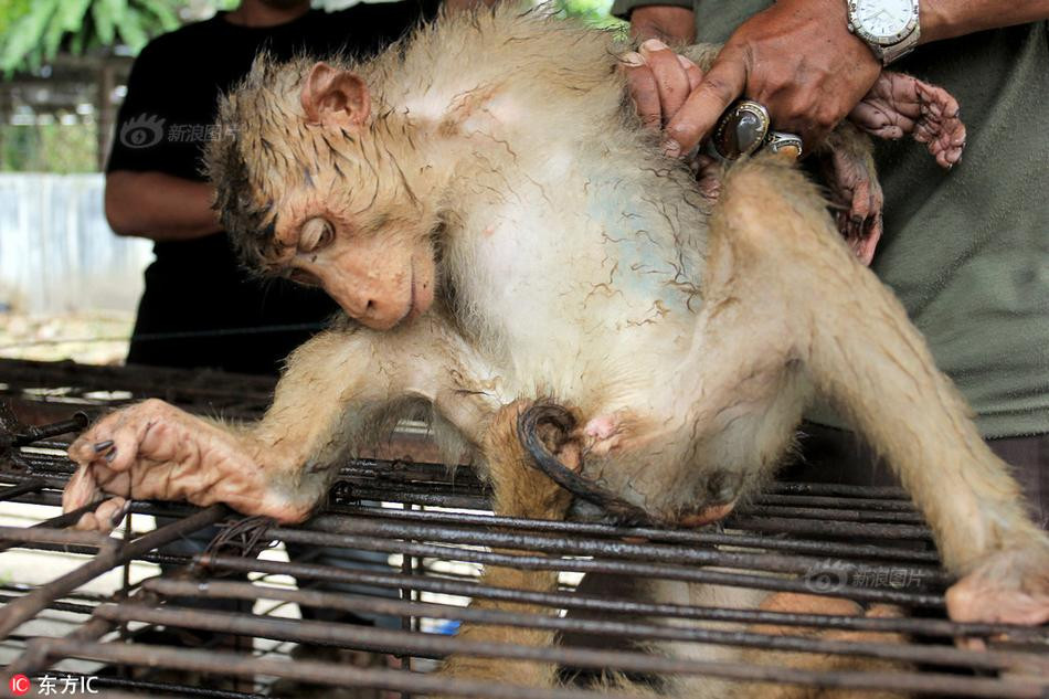 Trong thời gian huấn luyện, những con khỉ phải chịu cảnh bị bị ngược đãi, đánh đập và bỏ đói thường xuyên.