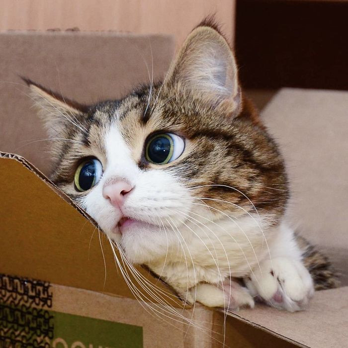 Chú mèo con vô cùng đáng yêu.