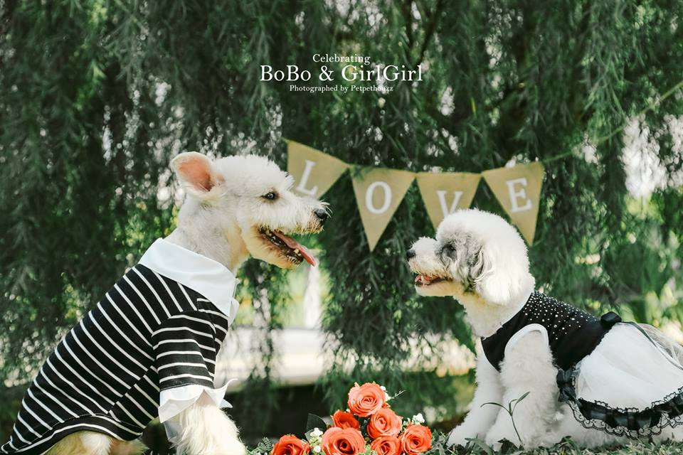 Được biết, lễ cưới đầy đủ chẳng kém gì của con người, có thiếp mời, có thảm đỏ, có nghi lễ in vân chân, trao đổi vòng đeo cổ.