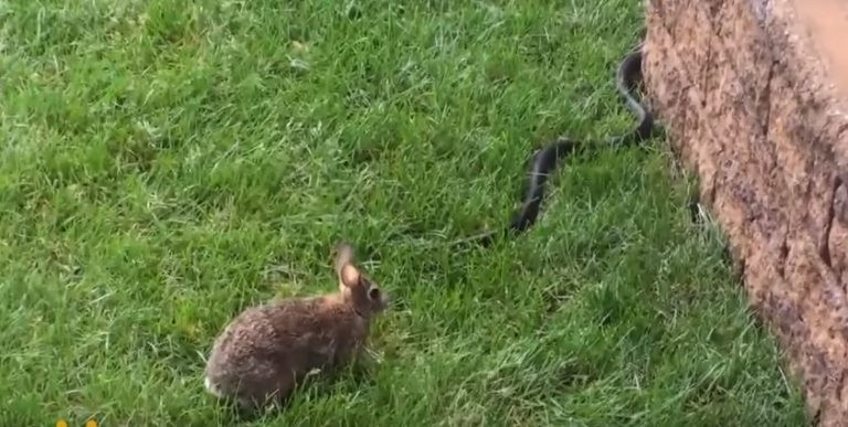 Trong khoảng một giây, thỏ mẹ đã run rẩy, thế nhưng ngay sau đó, thỏ mẹ đã hoàn toàn bỏ qua sự nguy hiểm của bản thân, một lần nữa lao về phía con rắn, điên cuồng tấn công.