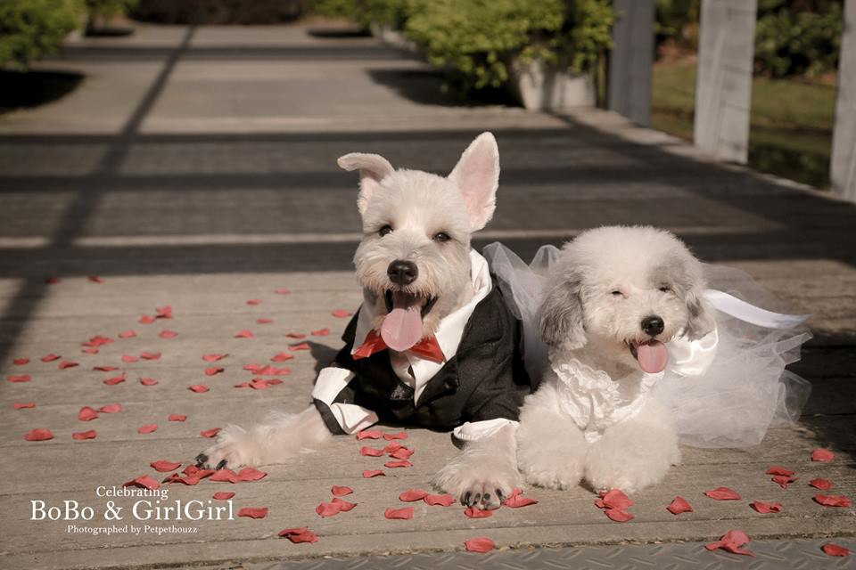 Hi vọng sau khi kết hôn, cả hai sẽ có một cuộc sống ngọt ngào.