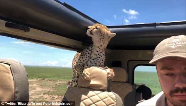 Khi những con báo bỏ đi, hướng dẫn viên và Britton nhìn nhau trong 10 giây, sau đó hít một hơi thật sâu để lấy lại bình tĩnh và thở phào nhẹ nhõm khi thoát khỏi hiểm cảnh.