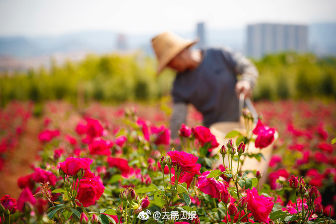 Những đầu bếp thu thập cánh hoa hồng trong khuôn viên nhà trường.