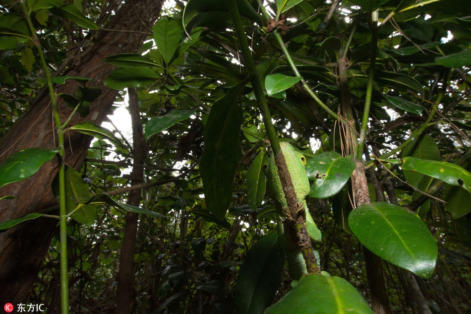 Tự biến mình thành một bộ phận trên cành cây, con tắc kè này có màn ngụy trang thực sự xuất sắc.