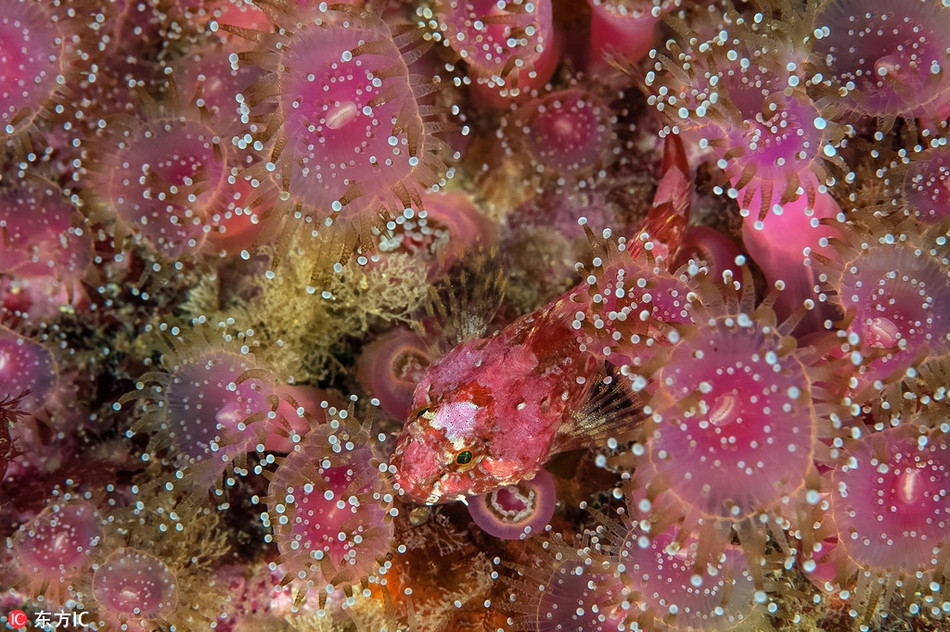 Ẩn mình vào trong những sinh vật biển cùng màu sắc, con cá này thực sự đã đồng hóa với môi trường xung quanh một cách hoàn hảo.