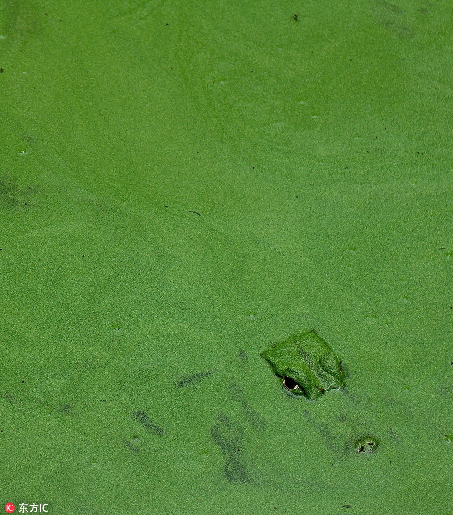 Giấu mình dưới lớp tảo xanh mượt, cá sấu có yếu tố bất ngờ giúp nó có thể săn mồi tốt hơn.