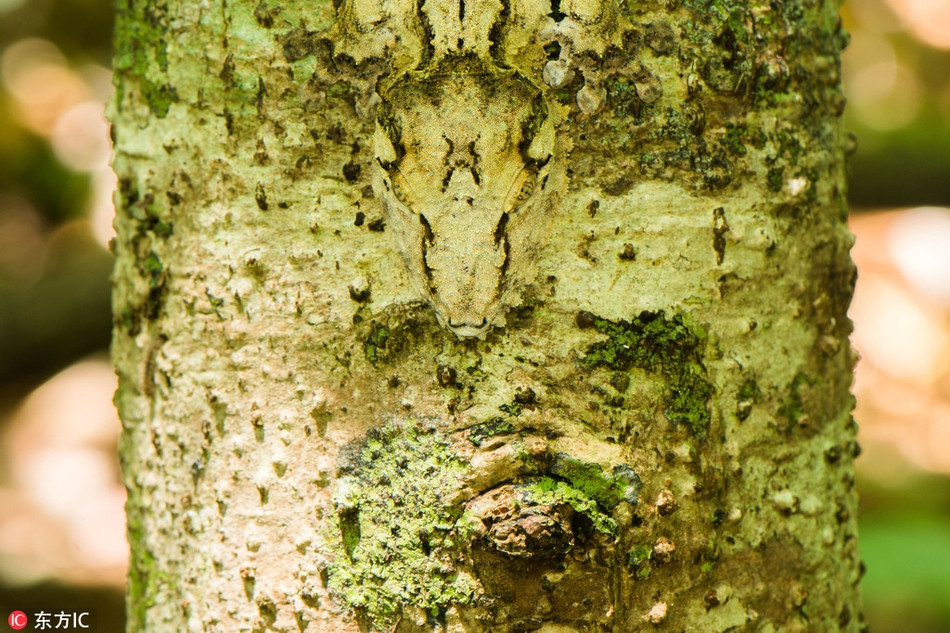 Hoàn toàn hòa lẫn vào môi trường xung quanh, tắc kè hoa thực sự xứng danh động vật ngụy trang bậc thầy trong thế giới động vật.