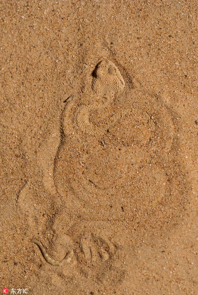 Nguy hiểm chết người lại sở hữu tài ngụy trang đỉnh cao, con rắn này thực sự là một trong những động vật nguy hiểm nhất.