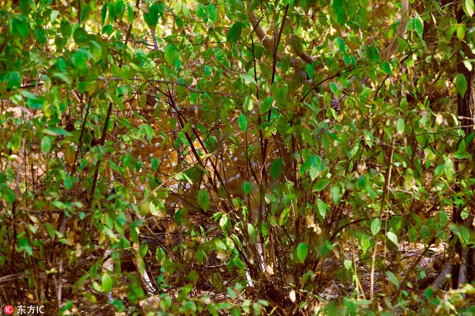 Trong bức ảnh ấn tượng này, bạn phải nhìn đến mấy lần mới phải hiện một con hươu sao đang đứng ẩn đằng sau bụi cây thưa lá? Loài động vật ngụy trang quá tài tình đúng không?