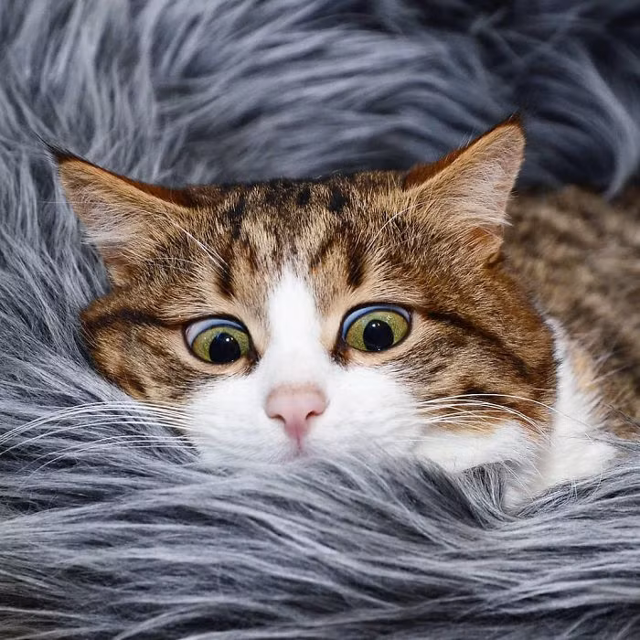 Lúc đầu, cô Dasha thiết kế một chiếc xe lăn đặc biệt, giúp Rexie tự mình di chuyển. Nhưng Rexie đã chứng minh nó không cần đến chiếc xe lăn này.