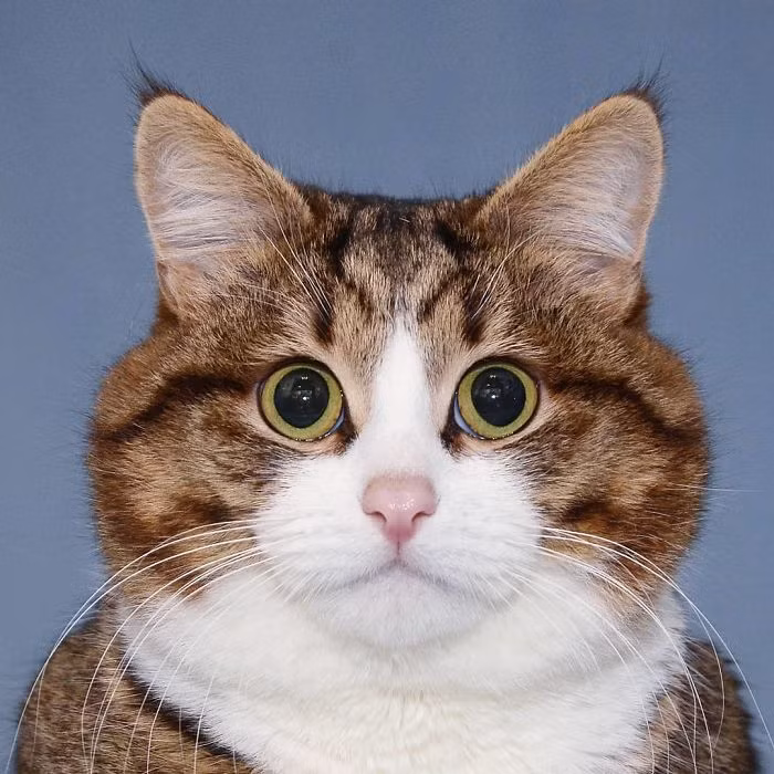 Rexie vượt qua được nghịch cảnh, trở thành một chú mèo vui vẻ, lạc quan và hạnh phúc.