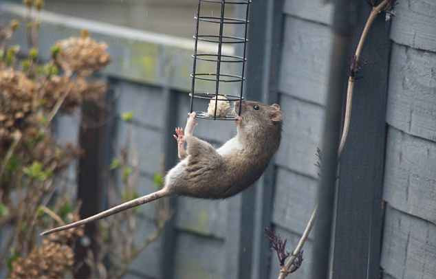 Gần đây, ở Cheltenham, Anh, một nhóm những con chuột tham lam, liều lĩnh đã công khai trộm cắp thức ăn của chim. Chúng hành động như thể có kế hoạch thực thụ, khiến rất nhiều người nhìn thấy phải ngạc nhiên, thích thú.