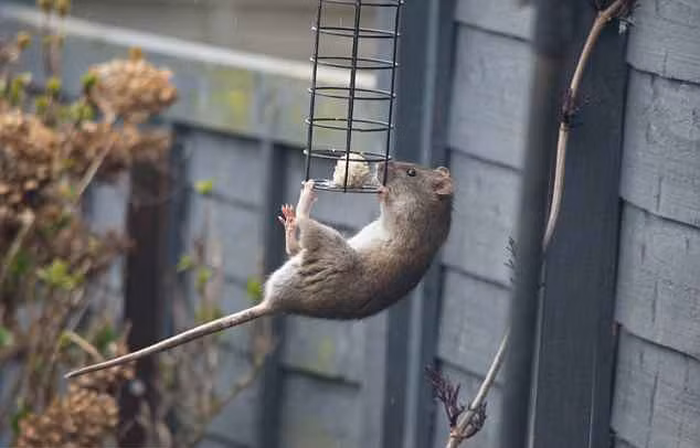 Gần đây, ở Cheltenham, Anh, một nhóm những con chuột tham lam, liều lĩnh đã công khai trộm cắp thức ăn của chim. Chúng hành động như thể có kế hoạch thực thụ, khiến rất nhiều người nhìn thấy phải ngạc nhiên, thích thú.