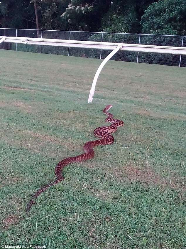 Tran khong lo nhu “quai vat thanh tinh” tai truong dua ngua-Hinh-2