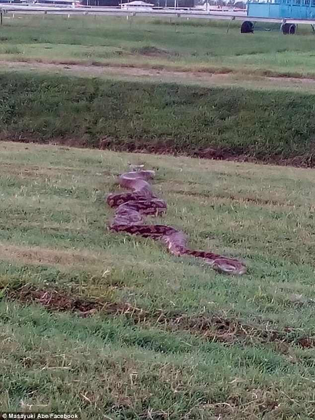 Tran khong lo nhu “quai vat thanh tinh” tai truong dua ngua-Hinh-3