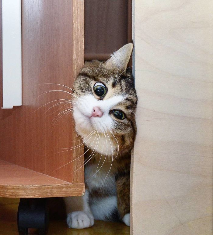 Thực tế, chú mèo đáng yêu này còn có biệt tài "đốn tim" mọi người bằng những biểu cảm siêu ngộ nghĩnh, dễ thương.