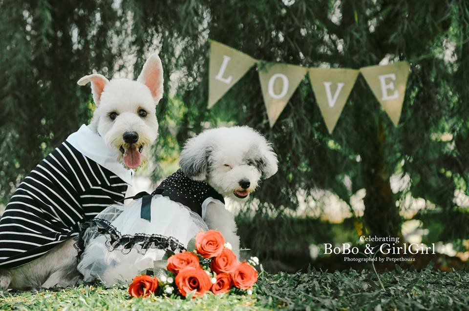 Sau 6 tháng bên nhau, cô Catrina nhận ra rằng Cách Cách thực sự rất thích ở bên chú chó Bobo mà cô Catrina đã nhận nuôi từ trước.