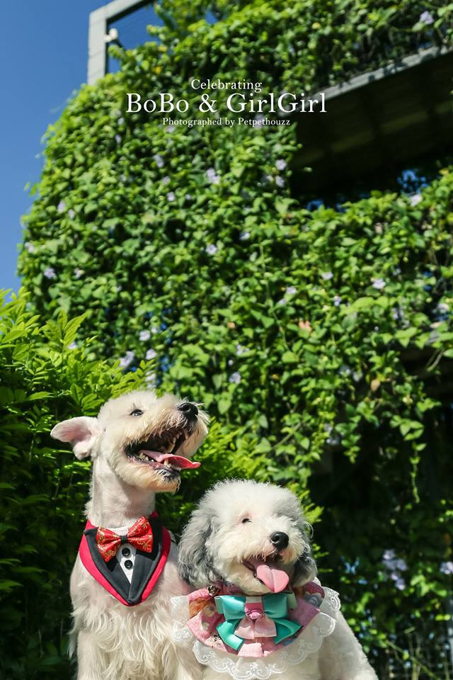 Cô Catrina nhận nuôi Cách Cách được khoảng nửa năm. Tuy mù thế nhưng thính giác và khứu giác của nó cực kỳ nhạy cảm.