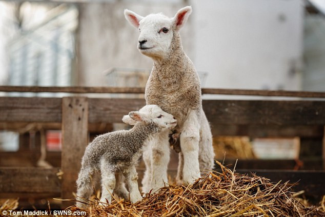 Con cừu khổng lồ tại một trang trại thuộc vùng Upper Broughton, Leicestershire, Anh được đặt tên là Billy. Khi vừa chào đời, cừu Billy đã khiến tất cả mọi người ngỡ ngàng bởi kích thước quá khổ và cân nặng vượt trội của mình.